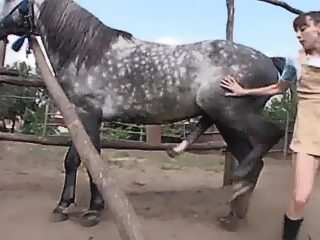 Horse Sex - animal porn videos