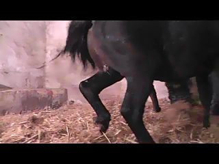 Hars Bf Vedeo - Horse Sex - animal porn videos